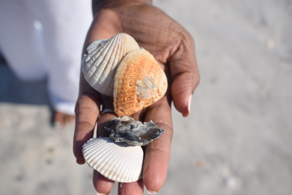 Personal growth and self improvement are lifelong journeys, as I, Carmel Delcy, have learned through careful observation, curiosity, and daily reflection. all from looking at seashells. 